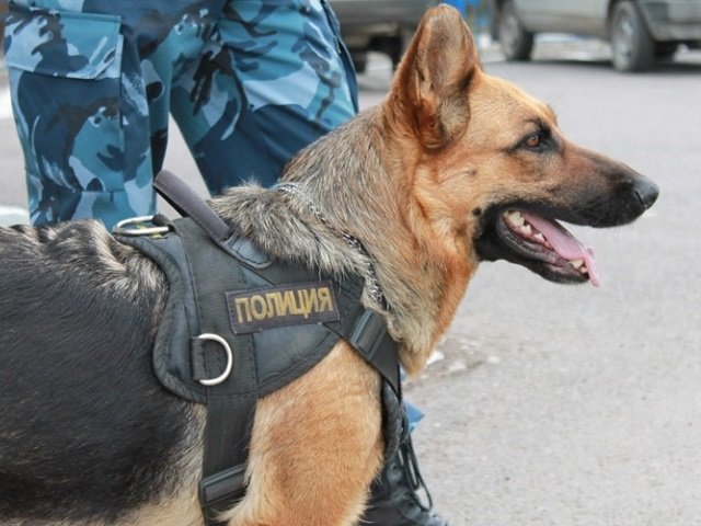 В Верещагинском районе сотрудники полиции нашли в лесу заблудившуюся женщину и ее 8-летнюю дочь