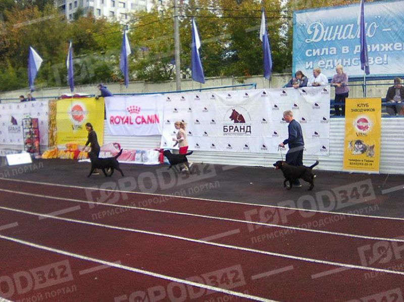 Региональная выставка собак всех пород «Золотая осень-2018» — фотозарисовки
