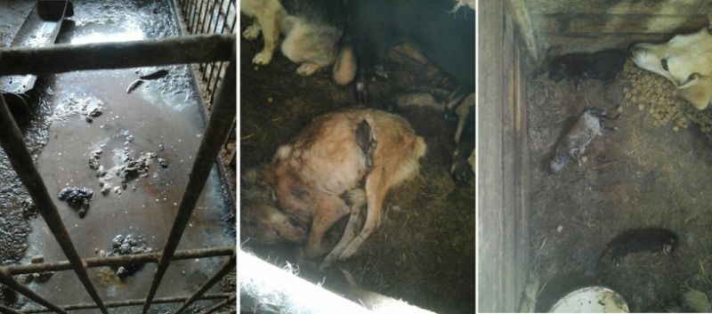 В Перми по факту истязания животных в муниципальном приюте возбудили уголовное дело