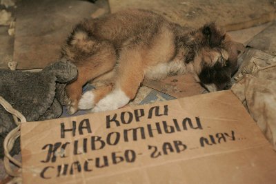 Антигуманный бизнес на бездомных животных