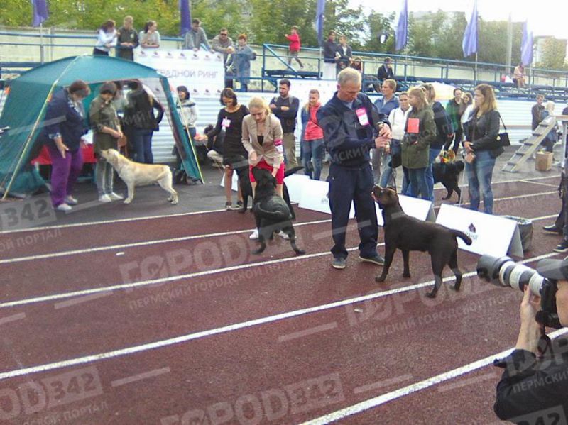 Региональная выставка собак всех пород «Золотая осень-2018» — фотозарисовки