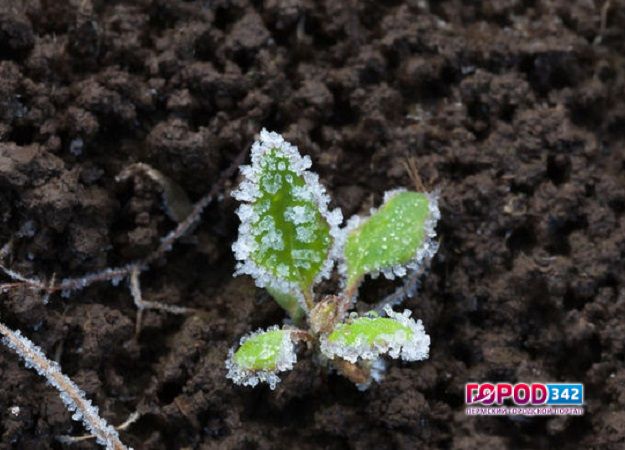 В ближайшие дни на территории Пермского края ожидаются заморозки до минус 3 градусов