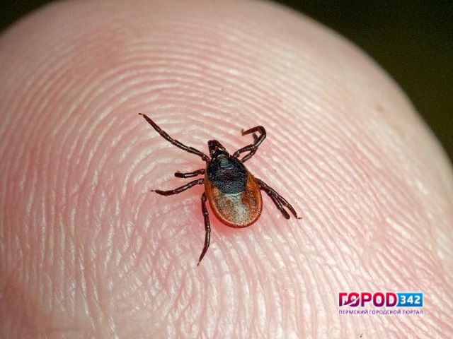 Число жителей Пермского края, пострадавших от укусов клещей, за неделю выросло в полтора раза