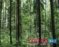 Начало работ по лесоустройству в Пермском крае