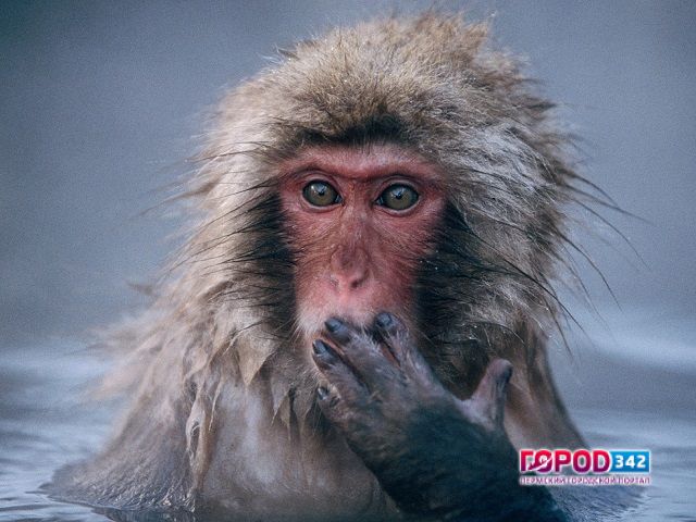 В Перми не знают, что делать с новым зоопарком: на его содержание требуется в 10 раз больше денег