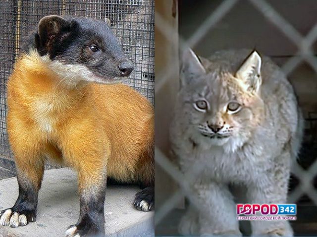 В Пермском зоопарке новички: из Новосибирска привезли двух рысей и харзу