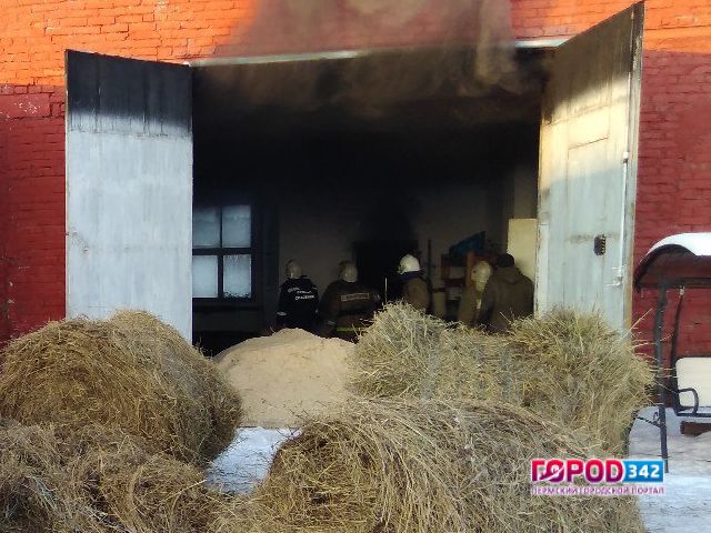 В Кунгуре горел собачий питомник