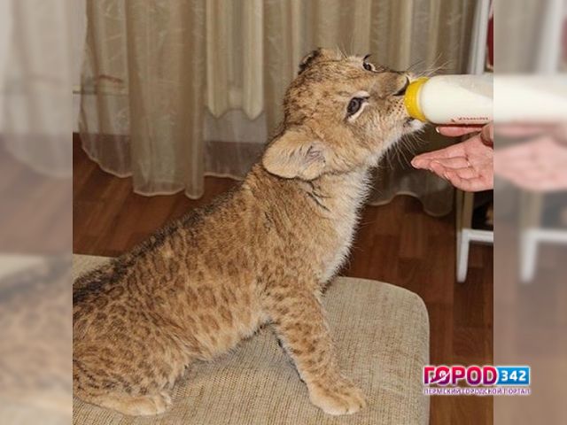 Личный лев Симба. Пермская студентка завела себе львенка