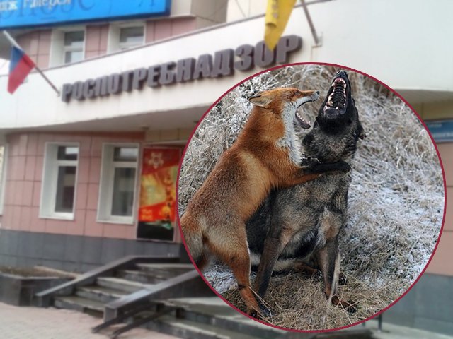 Ситуация по бешенству в Пермском крае остается неблагополучной