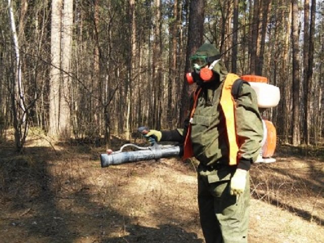 700 га городских лесов Перми обработают против клещей