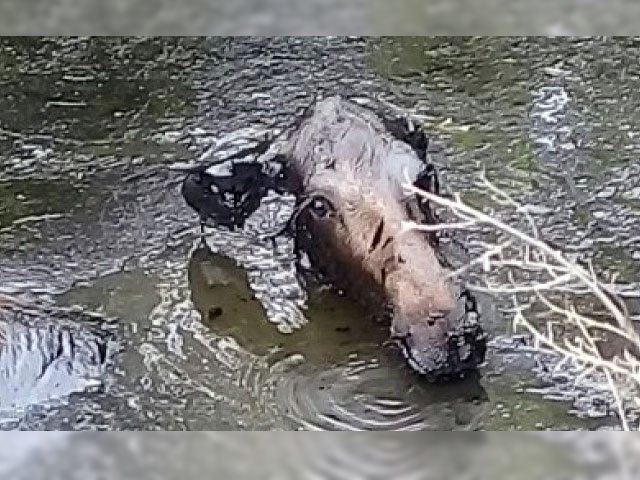 В Осе лось чуть не утонул в маслянистой луже непонятного происхождения