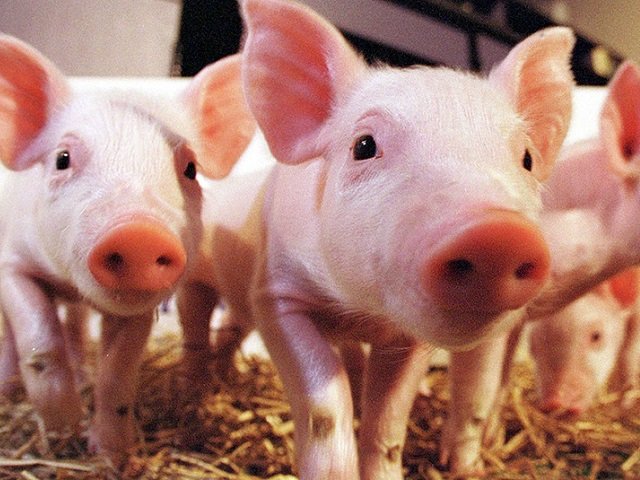Правительство Пермского края продолжает поддержку свиноводства: на это выделено еще 55 миллионов рублей