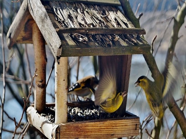 Запущен всероссийский флешмоб заботы о зимующих птицах