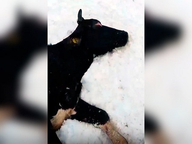 На ферме под  Соликамском гибнут коровы