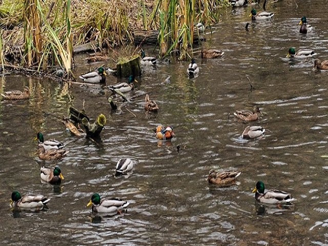 В Перми почистят берега Данилихи