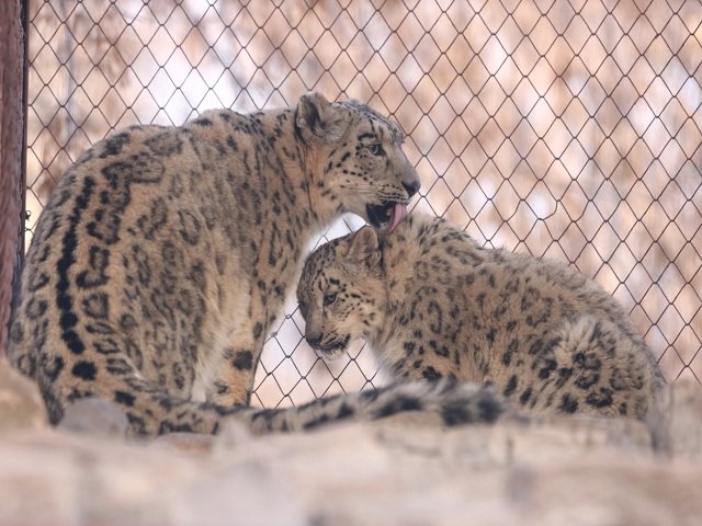 В Крыму умерла барсиха, родившаяся в пермском зоопарке
