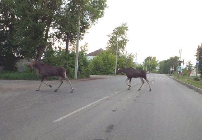 В Перми прогуливались два лося