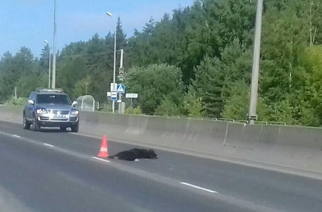 В Перми водитель Audi насмерть сбил пешехода с собакой