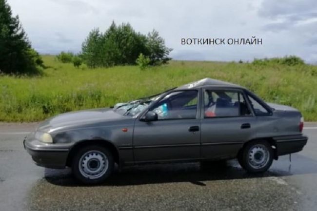 В этом году в Прикамье произошло 40 ДТП с дикими животными