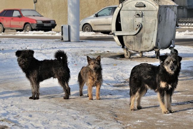В Перми замечены догхантеры