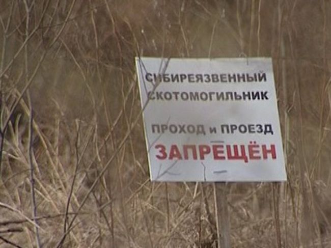 Бесхозные скотомогильники с сибирской язвой в Прикамье