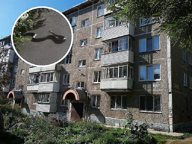 Как в Перми две пятиэтажки поссорились из-за змеи, которая живет в подвале