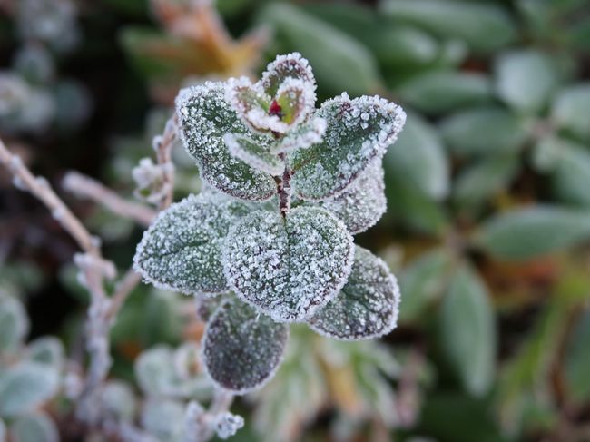 В выходные в Пермском крае синоптики обещают снег и похолодание до -4°.