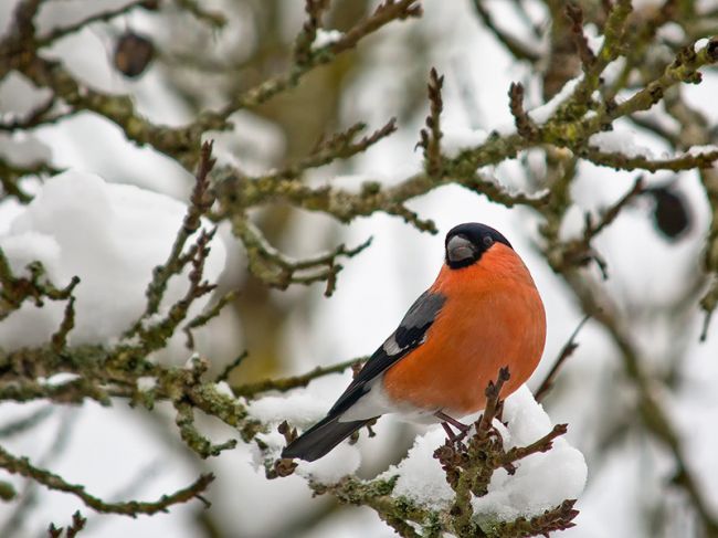 Городские лесничие призывают жителей Перми подкармливать птиц