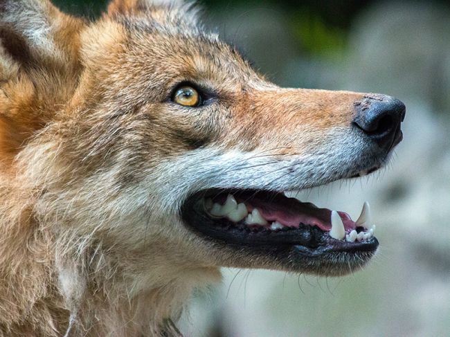 В Перми в среднем отлавливается до 8 бродячих собак в день