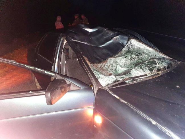 В Пермском крае автомобиль на скорости сбил лося – есть погибшие