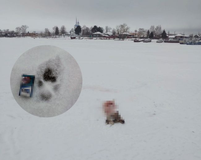 Голодные волки загрызли собаку в Прикамье