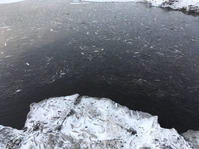 В Прикамье массово погибла рыба в пруду