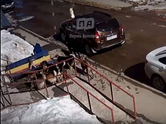 В Пермском крае котенок отбился от стаи собак