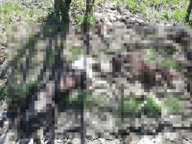В Пермском крае прохожий нашел кладбище собак