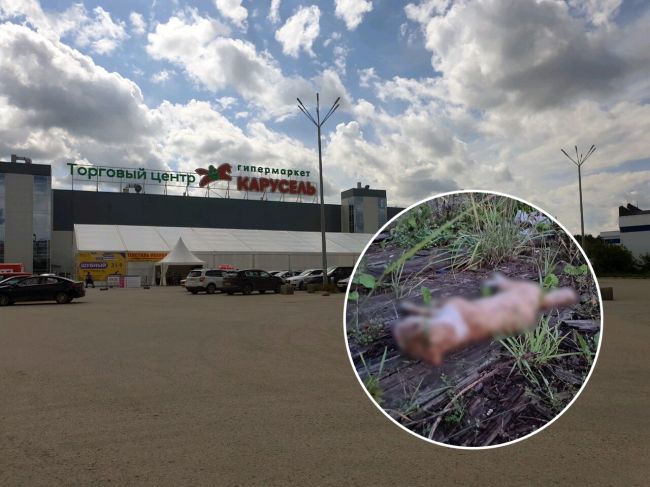 В Перми живодер до смерти забил кошку палкой