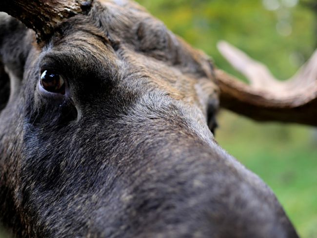 Водителей предупреждают о сезонной миграции лосей в Пермском крае