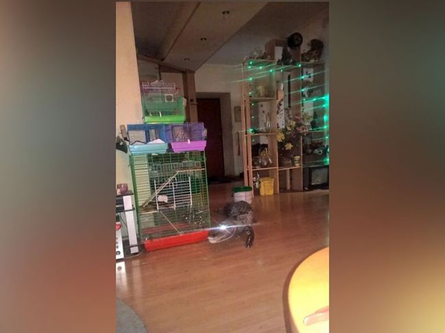 Соцсети: в Перми сбежал цирковой крокодил и уплыл в реку