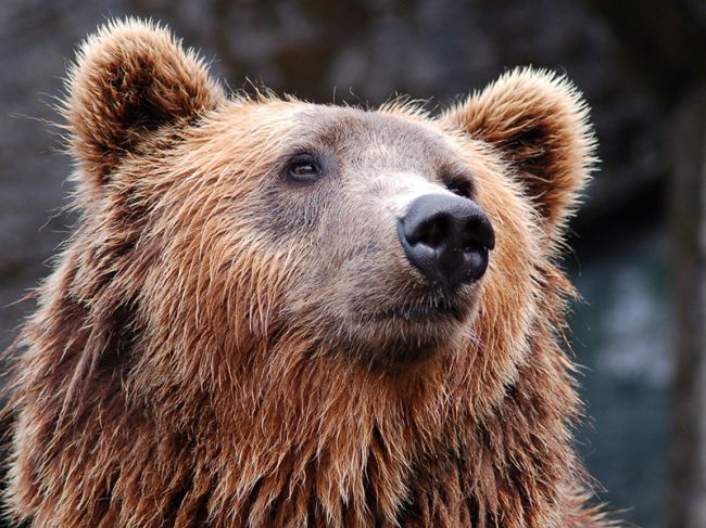 С 1 августа в Пермском крае начнется охота на бурого медведя