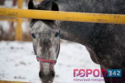 Ипподром Перми стал заботой спасателей