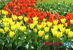 Более 1,2 миллиона цветов украсят пермские улицы