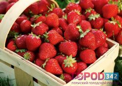 Что мы знаем об ароматной клубнике