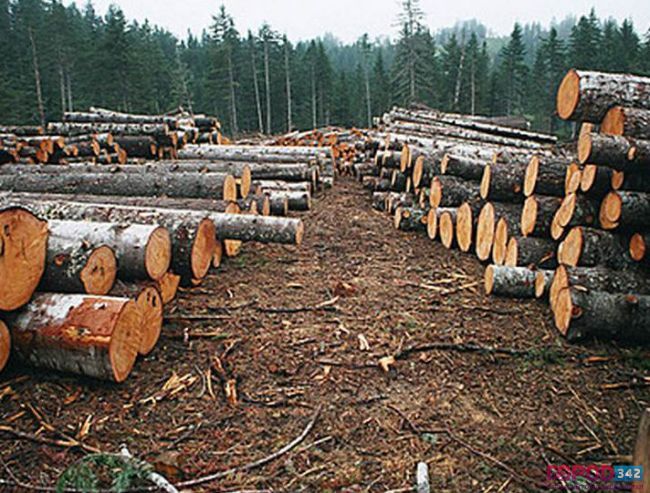 Черный лесоруб наказан в Прикамье