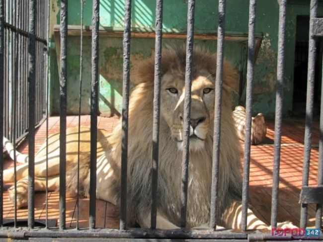 Рослесхоз ответил «нет»