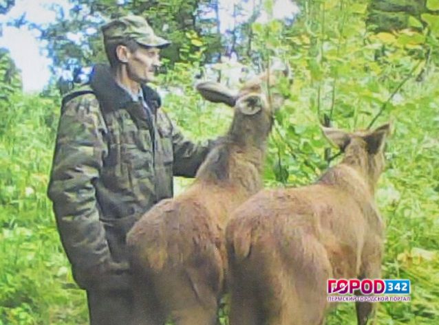 Прикамье. Мужчина, убивший из-за выпивки ручных лосят, осужден
