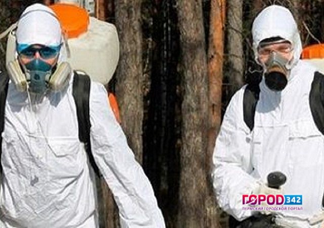 На следующей неделе в Перми начнется обработка лесов против клещей