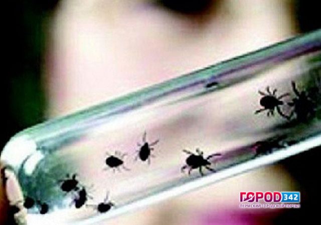 Бесплатной вакцины от энцефалита нет. В лес лучше не ходить