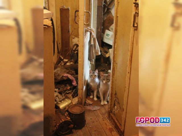 В Перми хозяйка кошек с топором встала на защиту своих «любимиц»