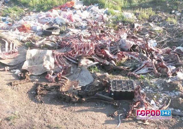 В Перми обнаружена свалка из останков сотен животных