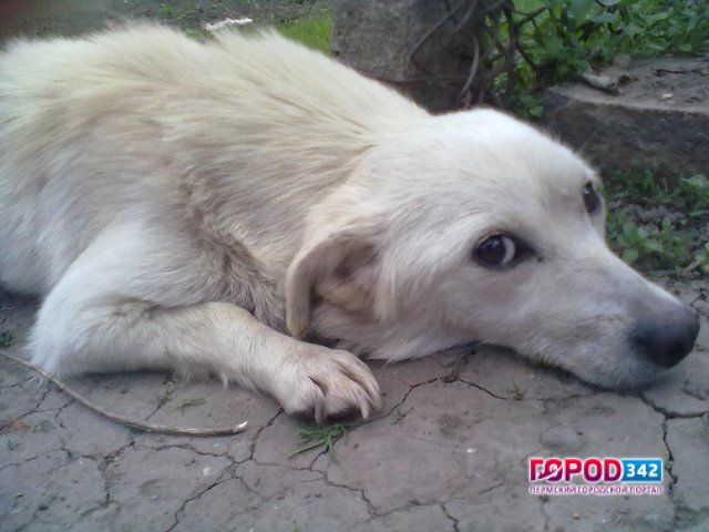 Прикамье. Живодер получил реальный срок за убийство собаки