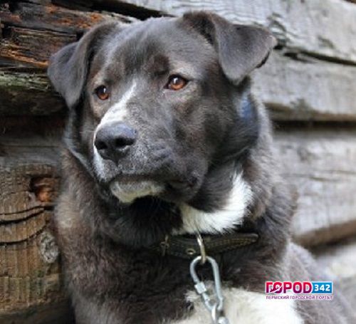 Жителю Добрянки грозит срок за жестокую расправу над соседской собакой